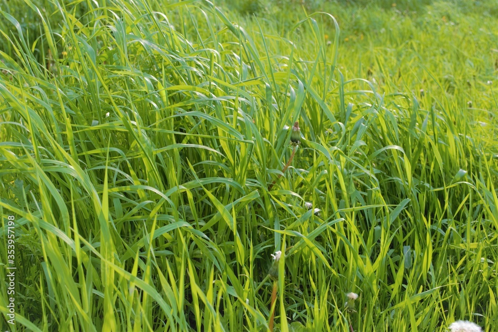 春日阳光下高高的绿色多汁的草