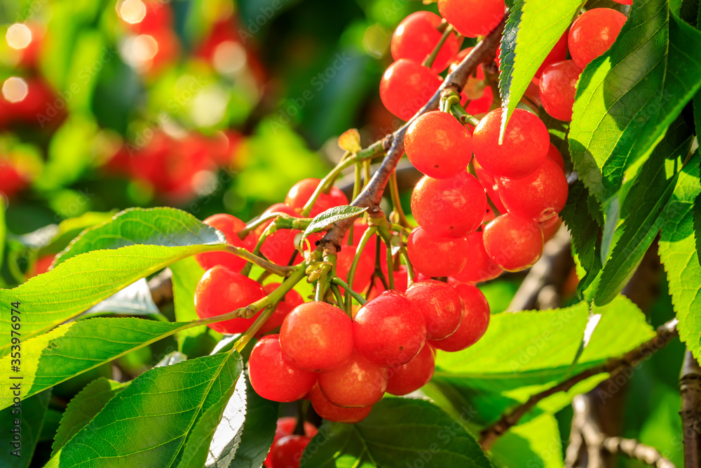 Cherry tree with ripe cherries in the orchard.