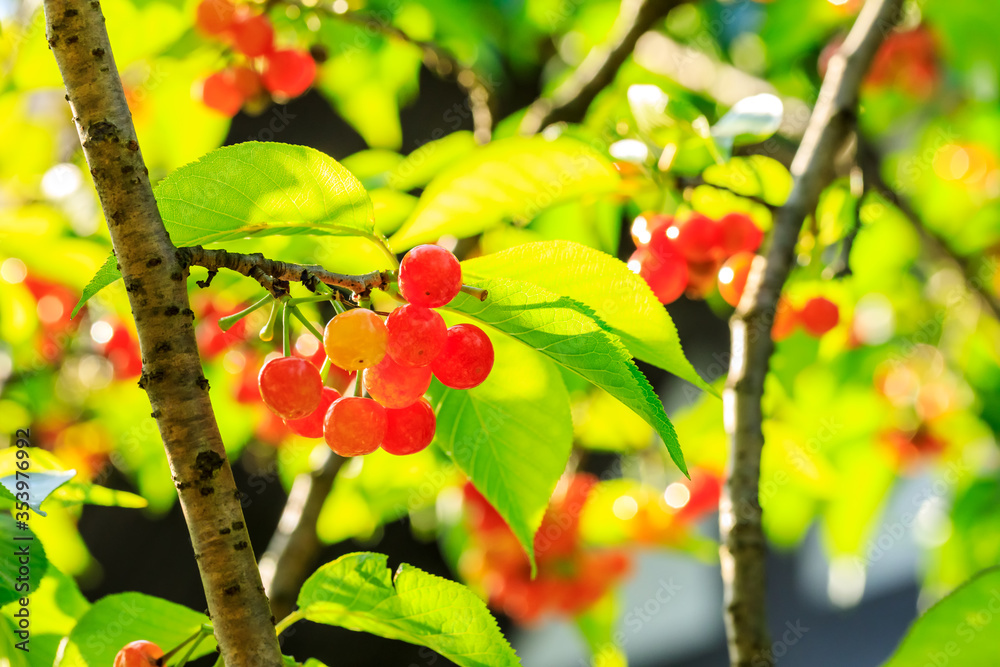 Cherry tree with ripe cherries in the orchard.