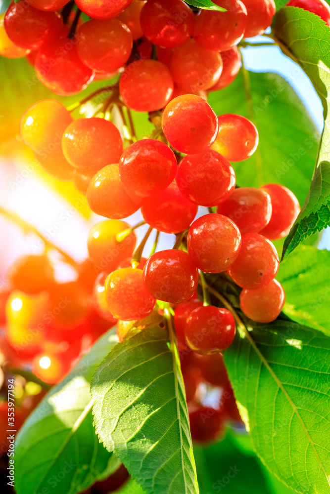 Cherry tree with ripe cherries in the orchard.