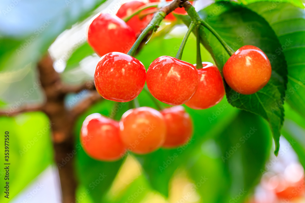 Cherry tree with ripe cherries in the orchard.