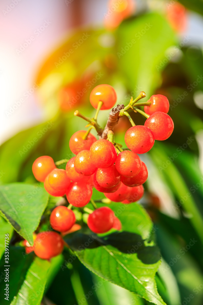 Cherry tree with ripe cherries in the orchard.