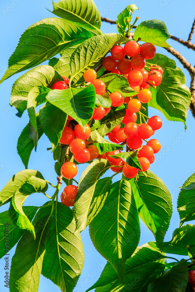 Cherry tree with ripe cherries in the orchard.