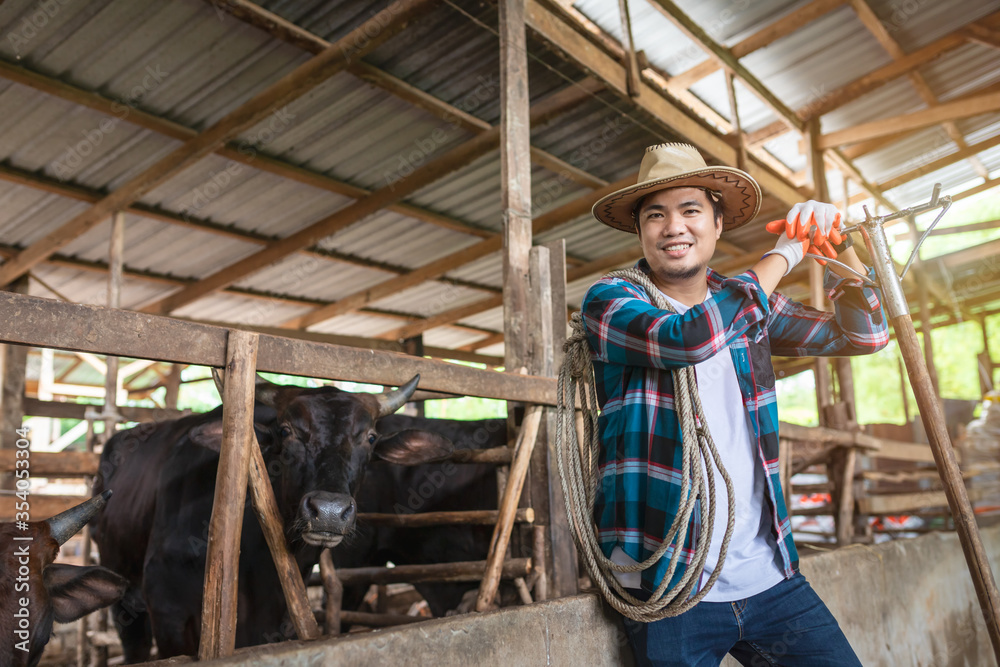 Asian farmer with Wagyu – Japanese shorthorn, portrait of a wagyu cow of Japanese origin in farm tha