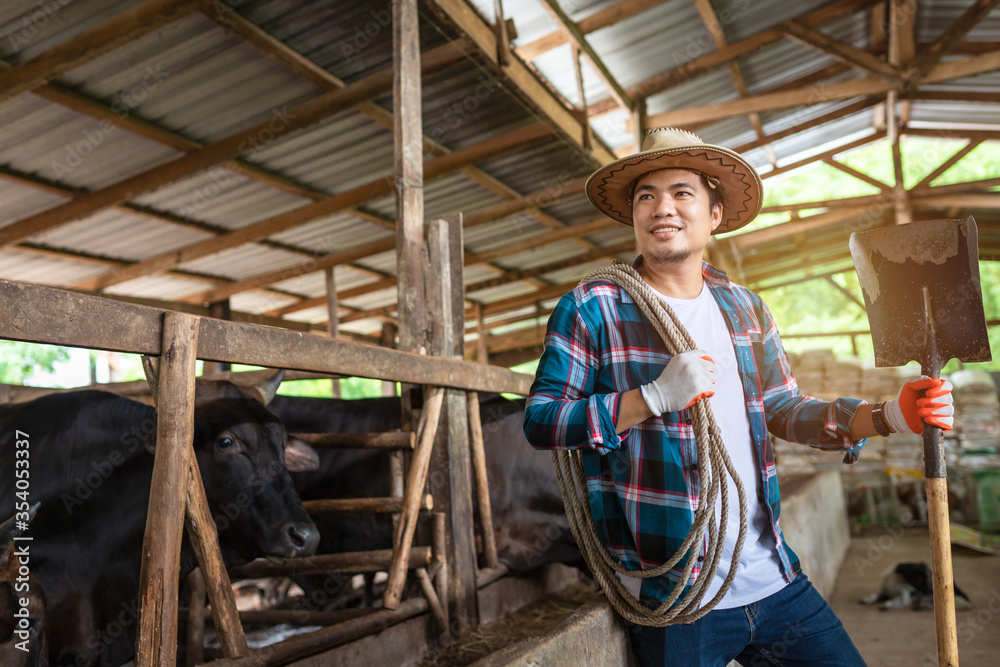 Asian farmer with Wagyu – Japanese shorthorn, portrait of a wagyu cow of Japanese origin in farm tha