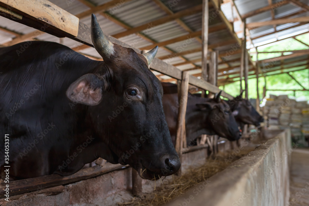 Wagyu – Japanese shorthorn, portrait of a wagyu cow of Japanese origin in farm thailand