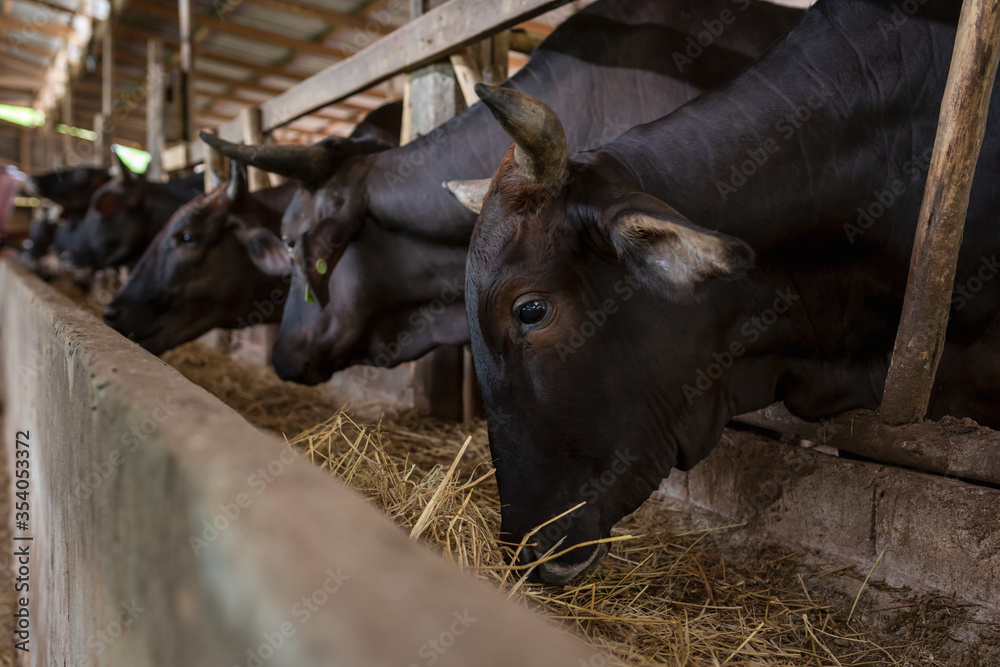 Wagyu – Japanese shorthorn, portrait of a wagyu cow of Japanese origin in farm thailand