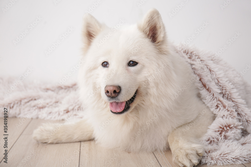 家里有格子花纹的可爱萨摩耶犬