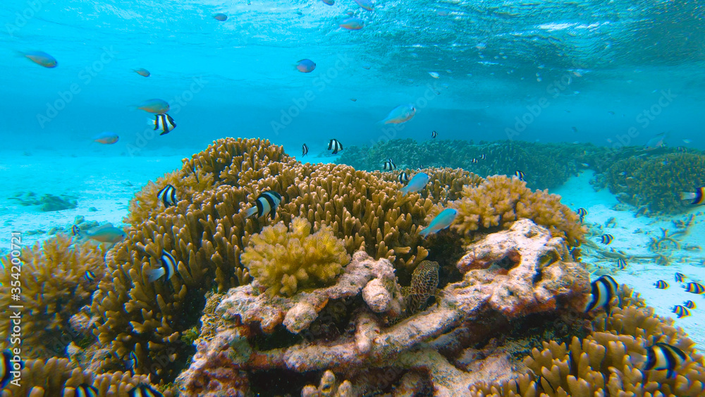 CLOSE UP: Small exotic fish swim around a brown coral on the sandy ocean floor