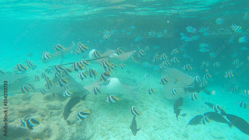 UNDERWATER: Stunning stingrays swim with a shoal of colorful tropical fish.