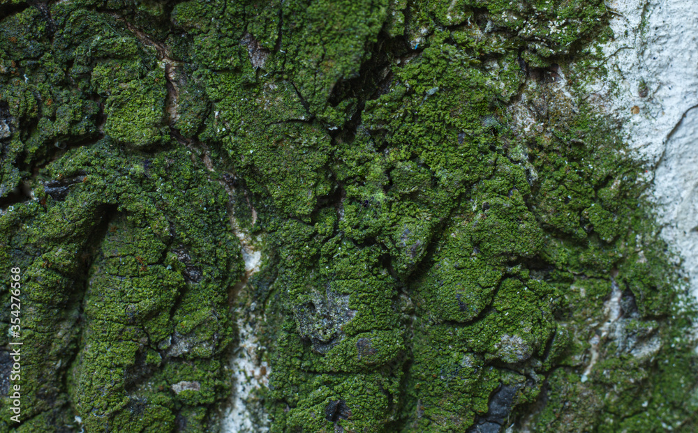 texture of green moss on tree, macro photo