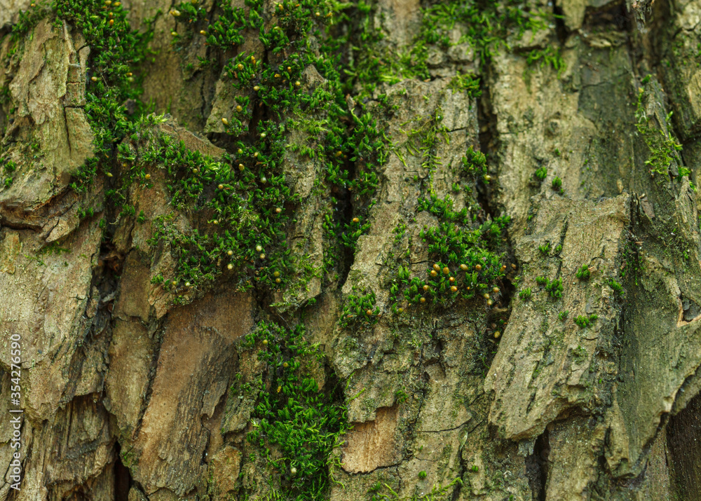 texture of green moss with micro flowers on tree, macro photo