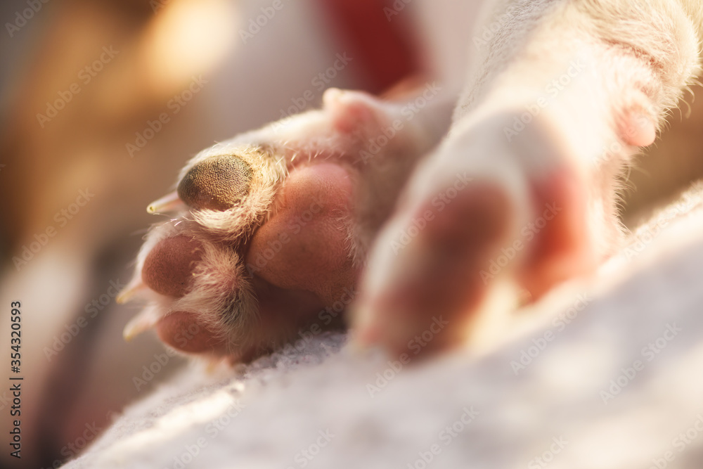 A small white dog puppy breed Jack Russel Terrier paws macro closeup. Dogs and pet photography