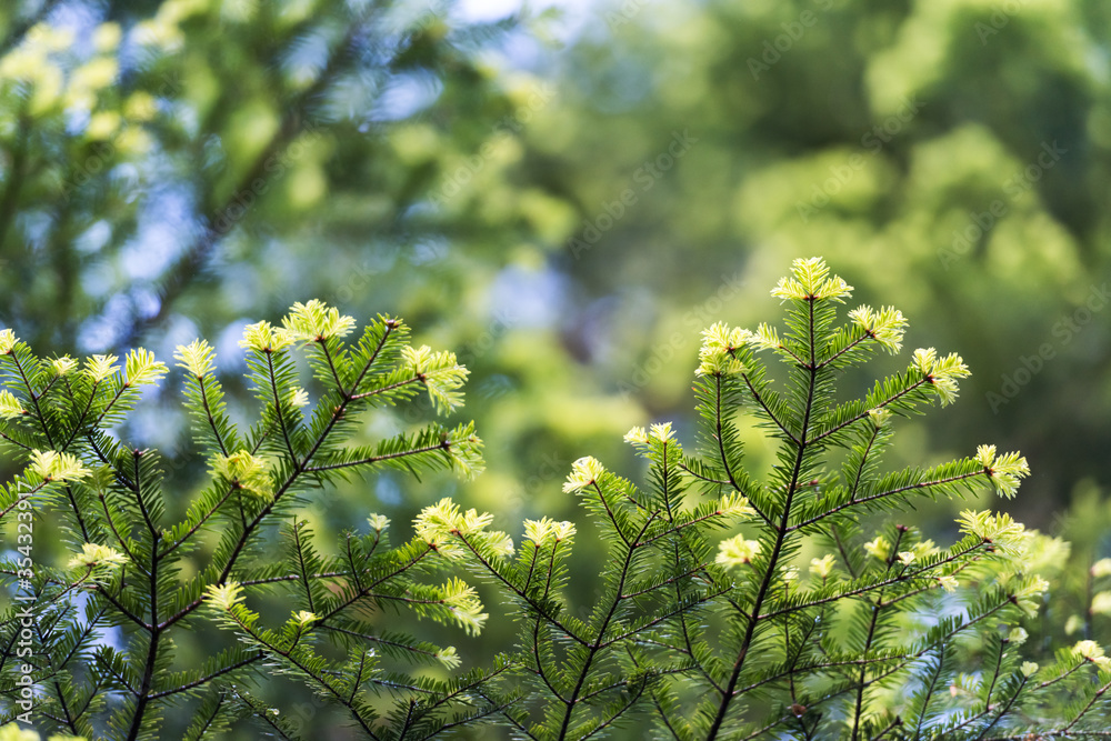 Closeup nature view of green spruce needles on spring twigs on blurred background in forest. Copyspa