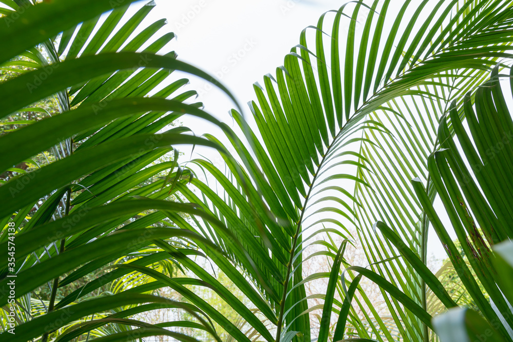 close up of green palm leaf background