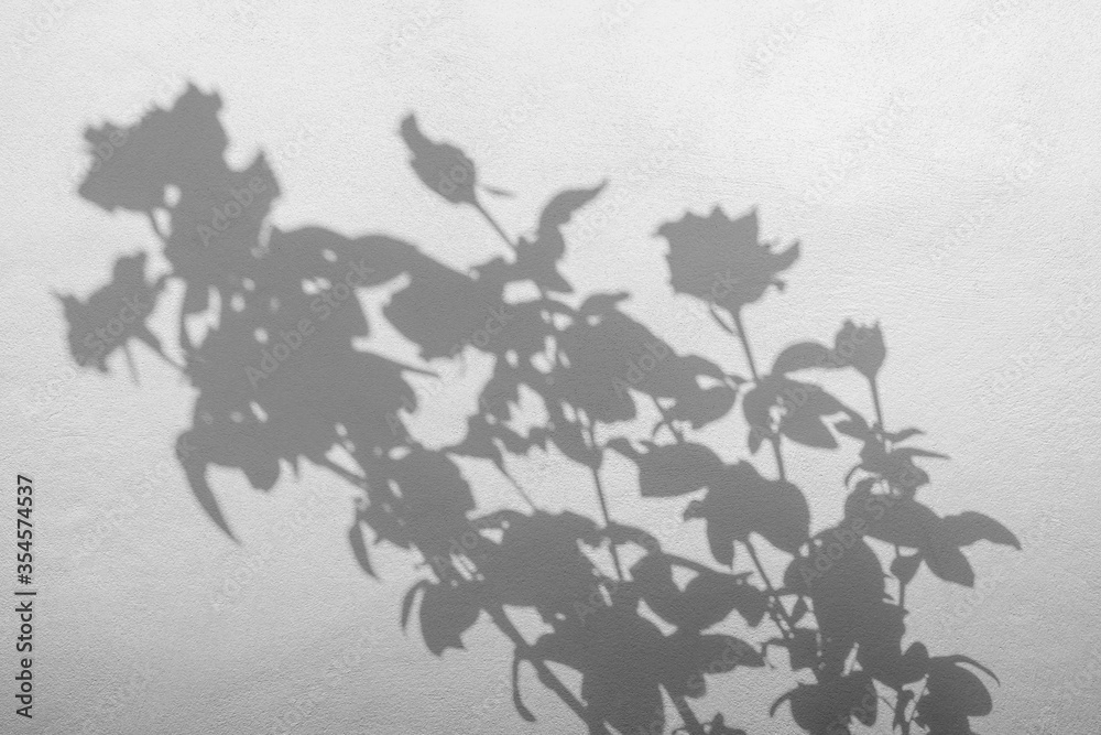 shadows of roses flower and leaf  on a white concrete wall