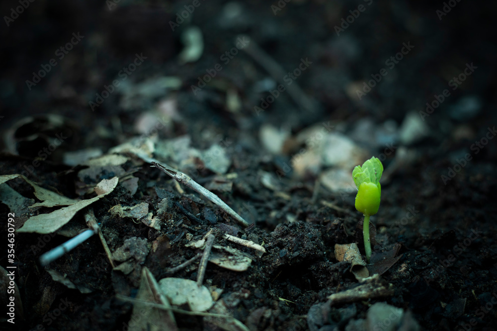 种子生长在合适的土壤上，有机农业。年轻的绿色树苗种植