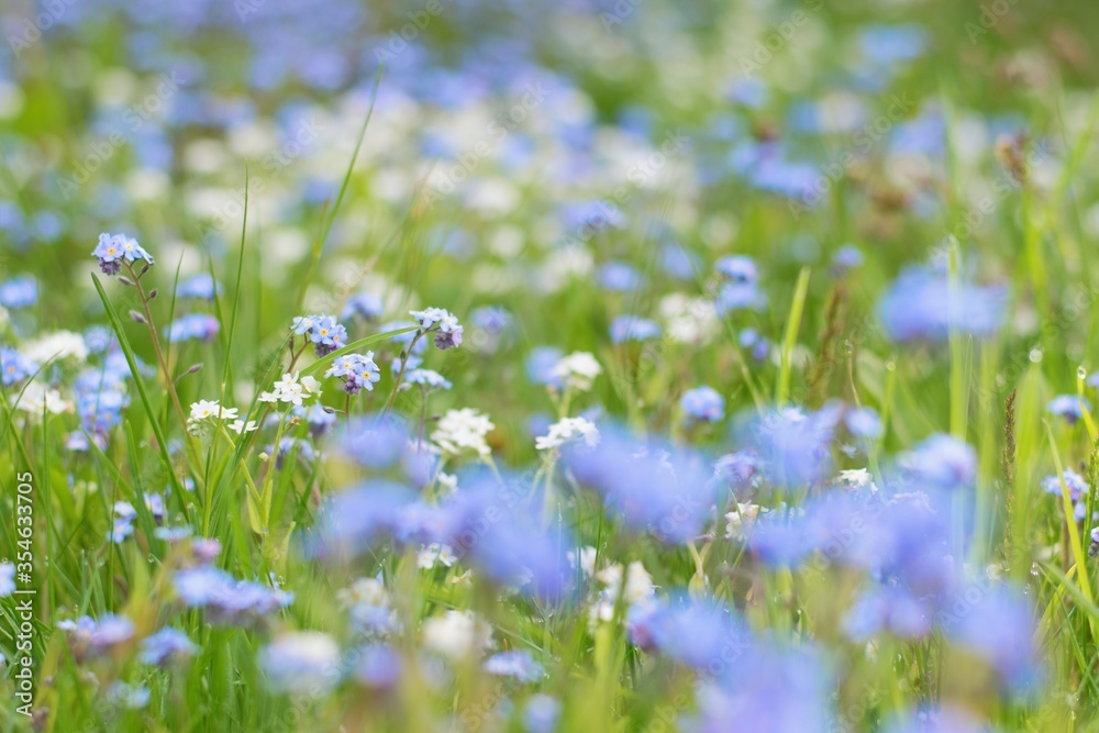 Detailed photo of wild flowers in the meadow , forget me not flower close up