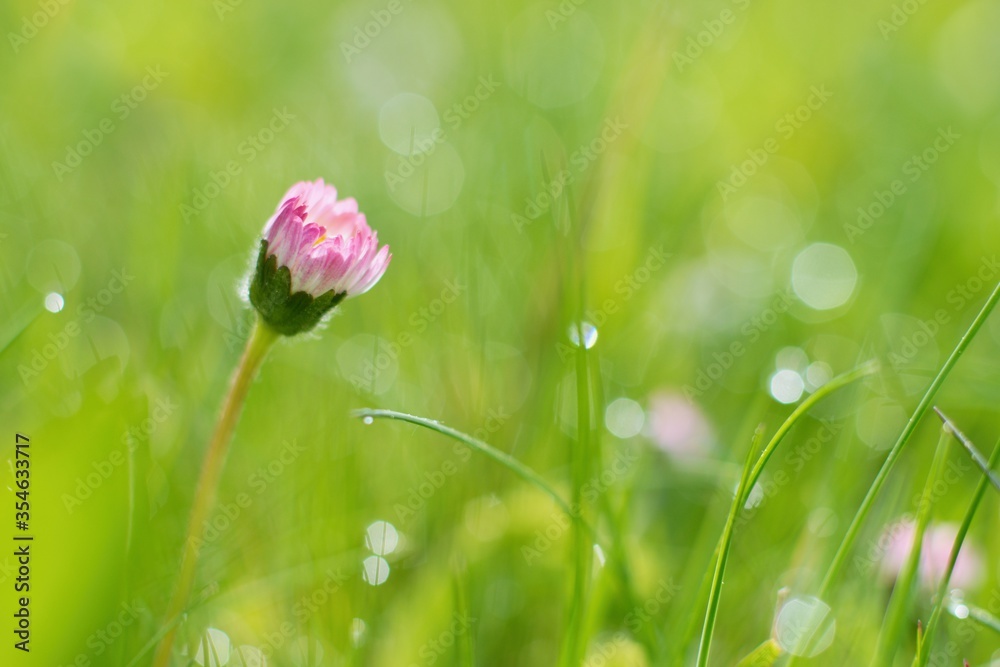 Morning dew and beautiful daisy in the grass