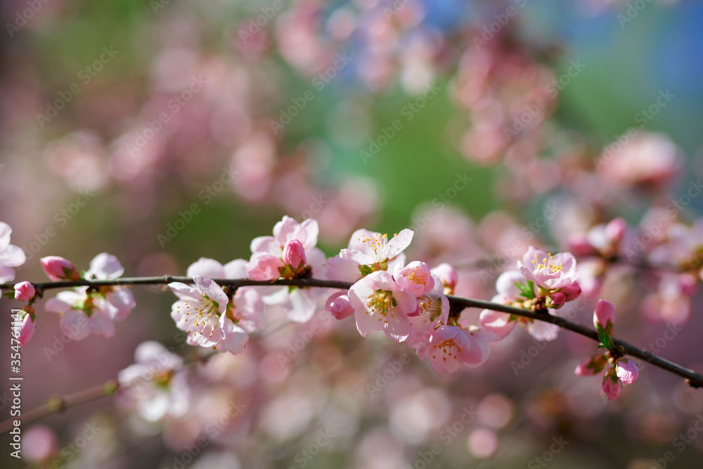 A spring scene of flowers in full bloom.