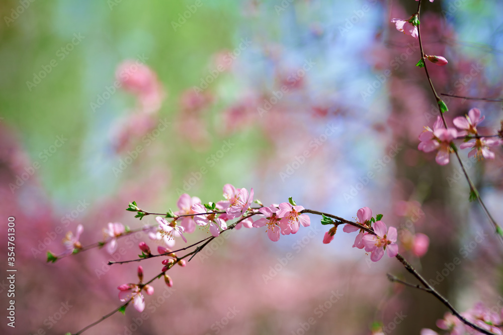 A spring scene of flowers in full bloom.