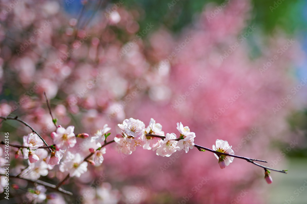 A spring scene of flowers in full bloom.