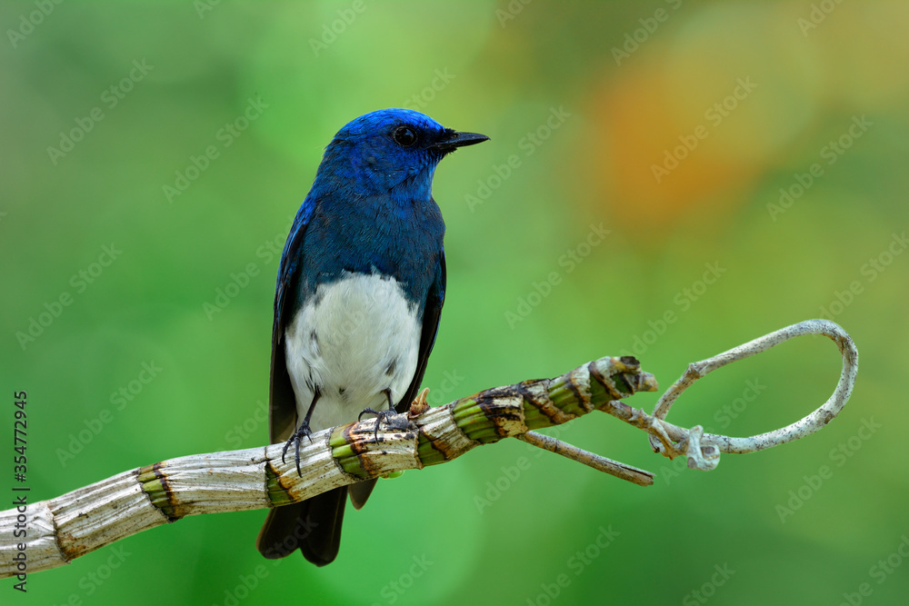 Beautiful blue and white bird perching on orchid bine over bokeh green blur background in nature, Za