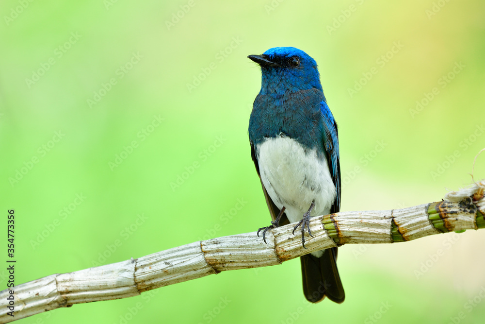 Beautiful male of Zappey flycatcher (Cyanoptila cumatilis) beautiful bird with bright blue feather