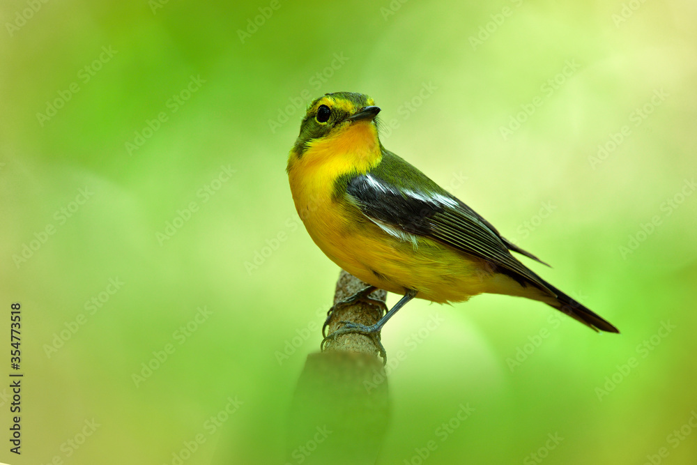 Beautiful yellow bird has green back and wings perching on tree branch with cute stances, Male of Gr