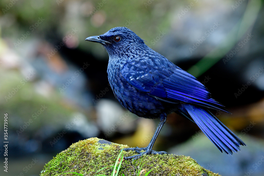 洞穴鸟，蓝色呼啸画眉（Myophonus caeruleus）神秘的天鹅绒深蓝色，黑色喙