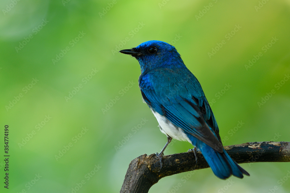 Cyanoptila cumatilis（Zappey捕蝇草）栖息在木糠上的白腹珍禽