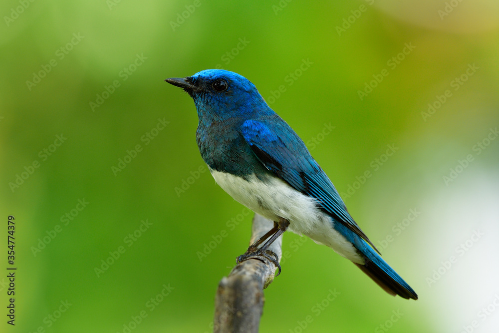 令人着迷的动物，Zappey捕蝇（Cyanoptila cumatilis）的雄性，带白色的异国蓝鸟