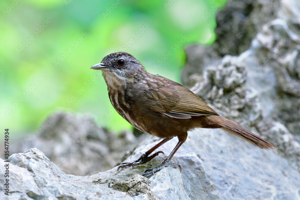 灰灰岩牙鲆（Turdinus crispifrons）栖息在酸橙上的异国深棕色伪装鸟