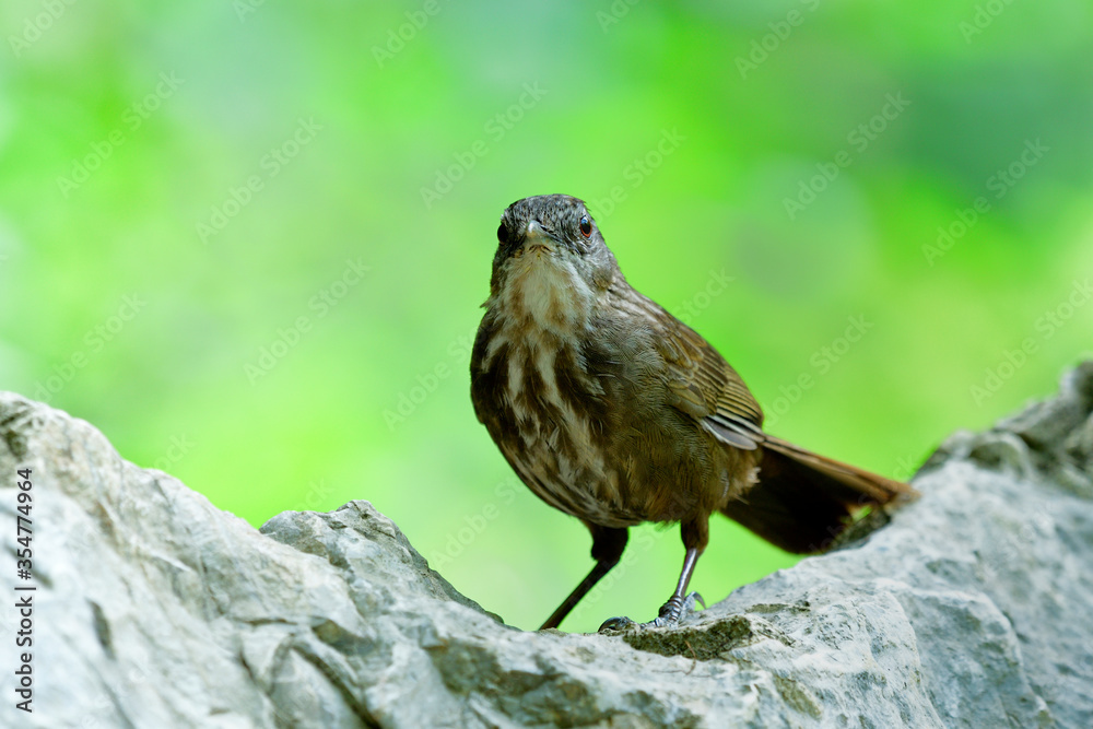 灰灰岩牙鲆（Turdinus cripiferons）可爱的深棕色迷彩鸟，生活在石灰岩上