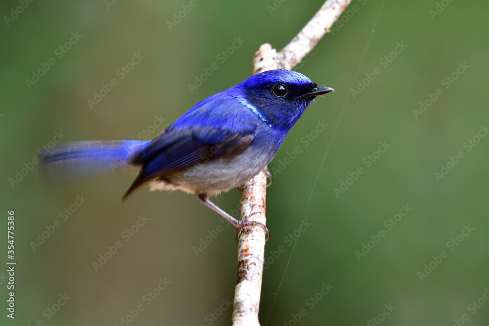 lovely Small niltava (Niltava macgrigoriae) beautiful little dark blue to pale grey bird has velvet 