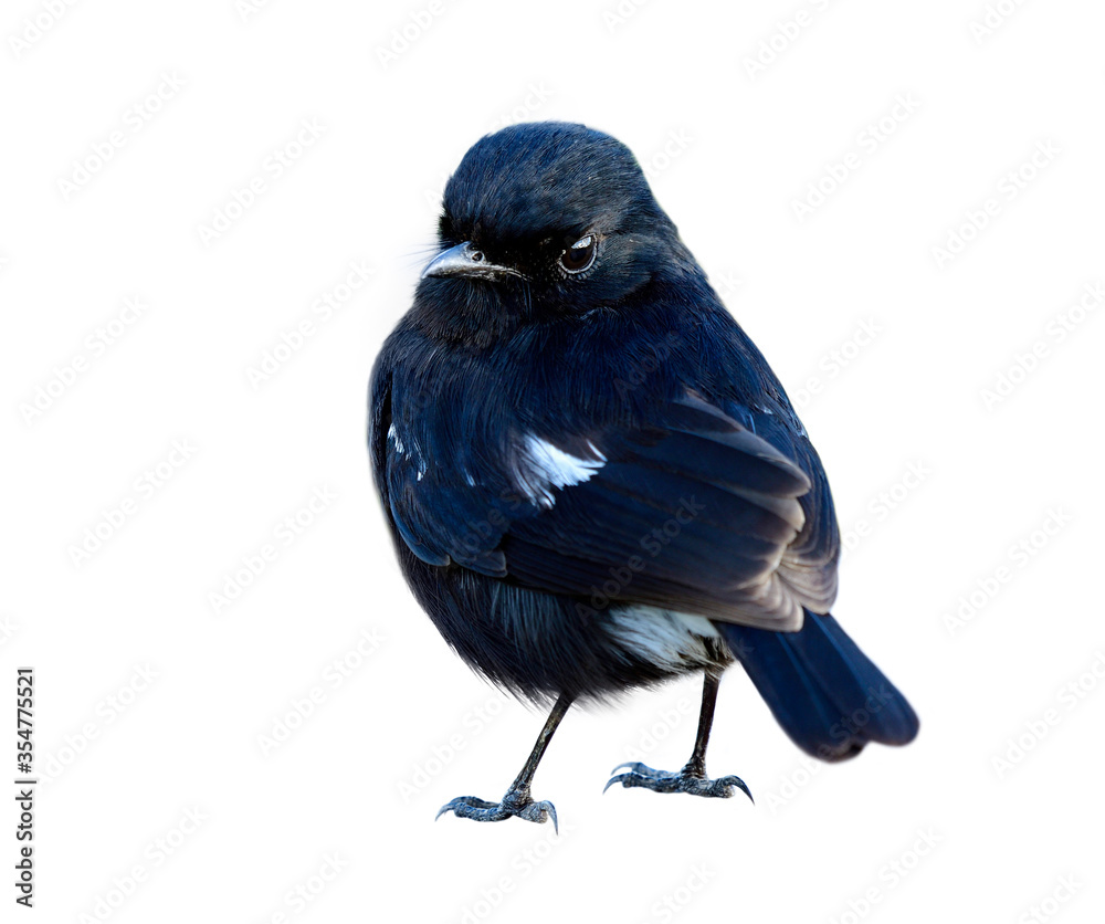 Pied Bushchat（saxicola caprata）的雄性可爱的小黑鸟完全展示了它的背部特征