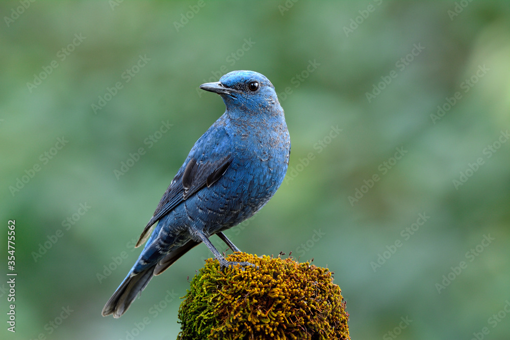 蓝岩画眉（Monticola solitarius）雄性，浅灰色至蓝色，栖息在长满青苔的地方