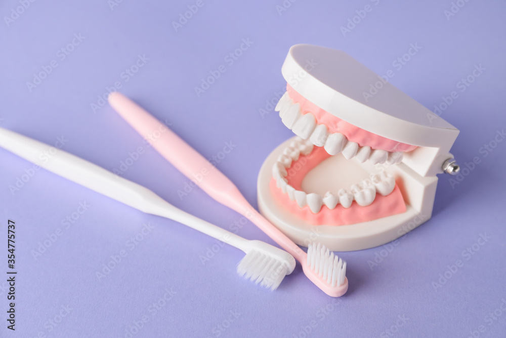 Model of jaw with toothbrushes on color background