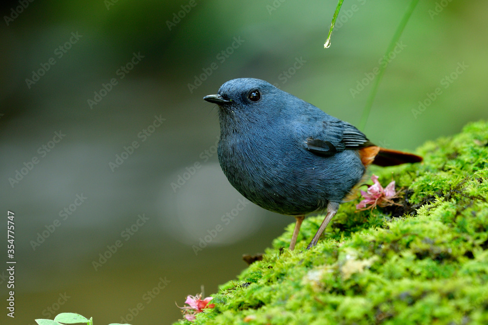 羽水红尾鹬（Phoenicurus fuliginosus）的雄性，有趣的蓝灰色红色胖乎乎的小鸟