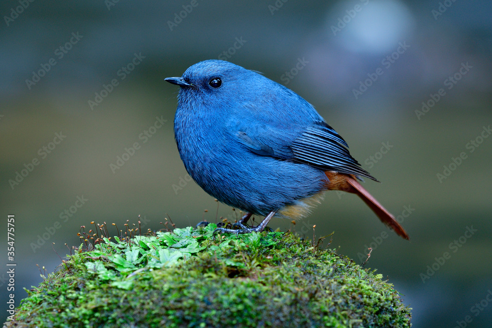 羽水红尾鹬（Phoenicurus fuliginosus）的雄性，带红色tai的蓝灰色巨型肥胖鸟