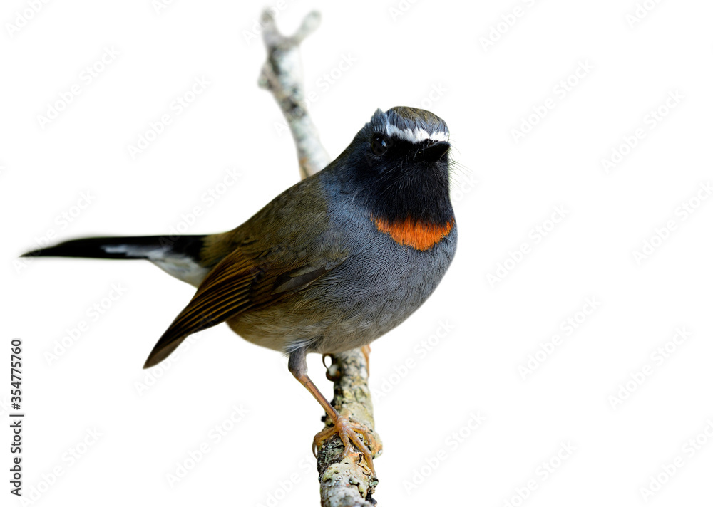 Rufus gorgeted flycatcher（Ficedula strophiata）的雄性，美丽的棕色到灰色的鸟，有明亮的或