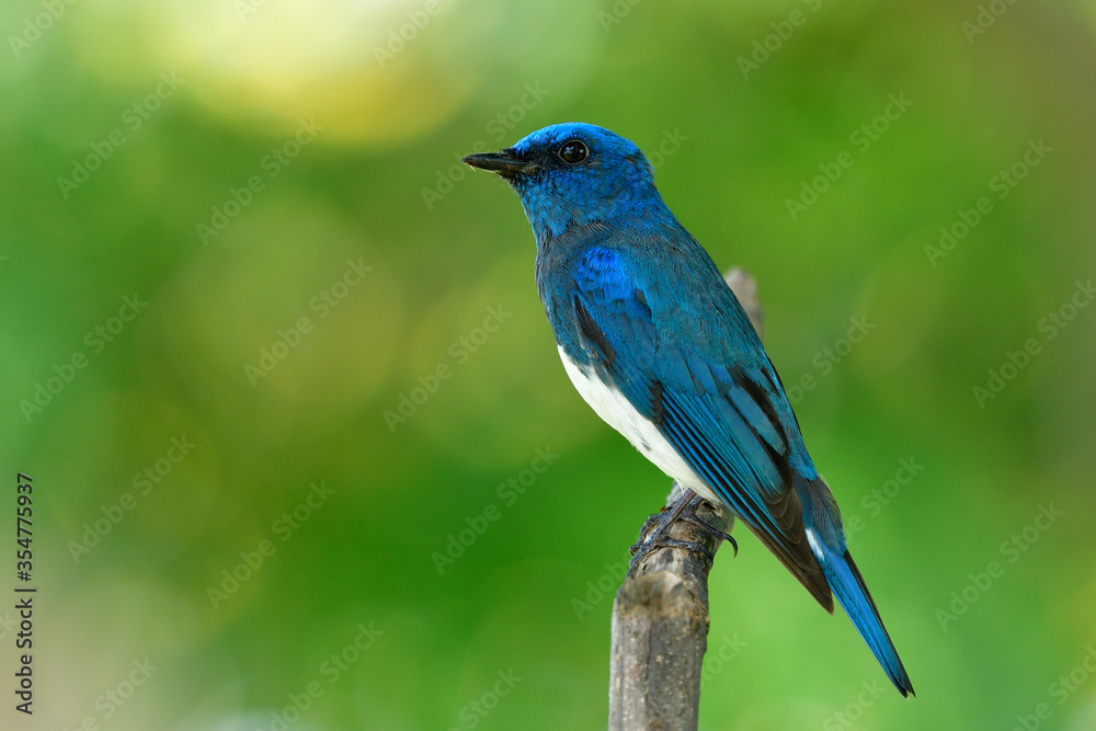 Zappey捕蝇草雄性（Cyanoptila cumatilis）栖息在白色腹部的奇异亮蓝色鸟类