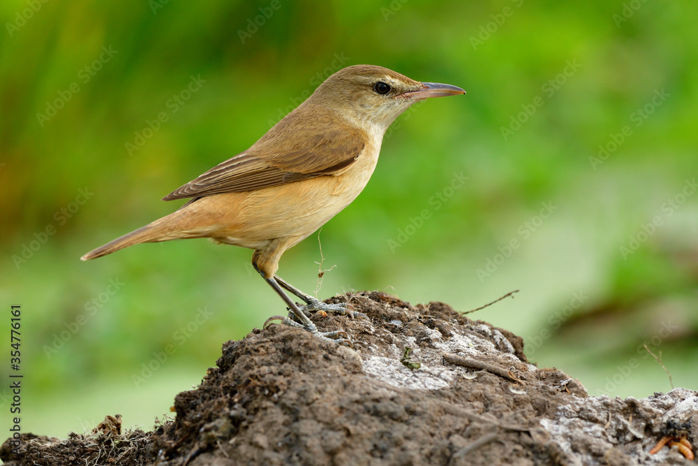 东方苇莺（Acrochalus orientalis）栖息在Acrochalius属的雀形目棕色鸟类