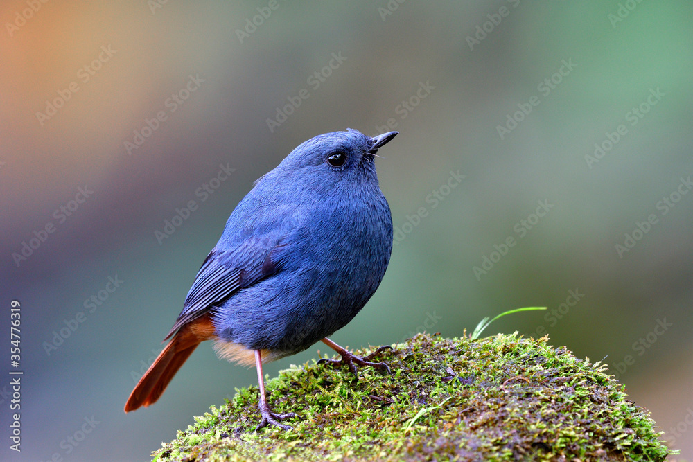 肥水红启动（Phoenicurus fuliginosus）有趣的蓝灰色胖鸟，红色尾巴站立