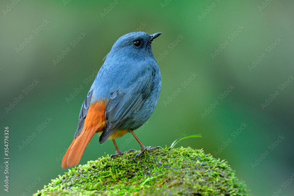 肥水红启动（Phoenicurus fuliginosus）有趣的蓝灰色胖鸟，红色尾巴站立