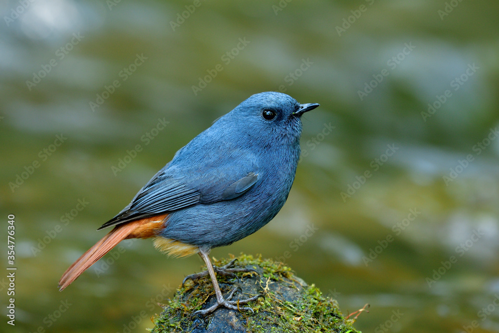 羽水红尾鹬（Phoenicurus fuliginosus）可爱的蓝灰色鸟，红色尾巴直立