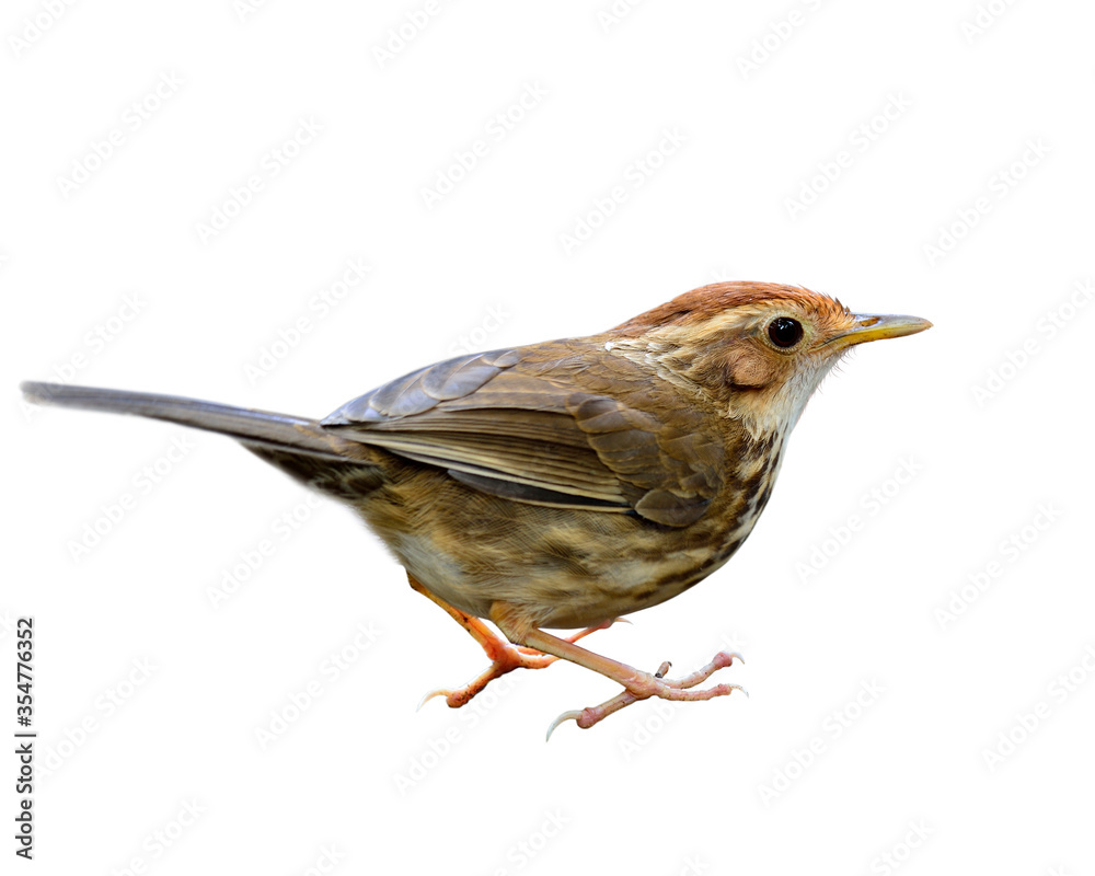 Puff-throated Babbler (Pellorneum ruficeps) lovely cute brown bird showing details from head face ba