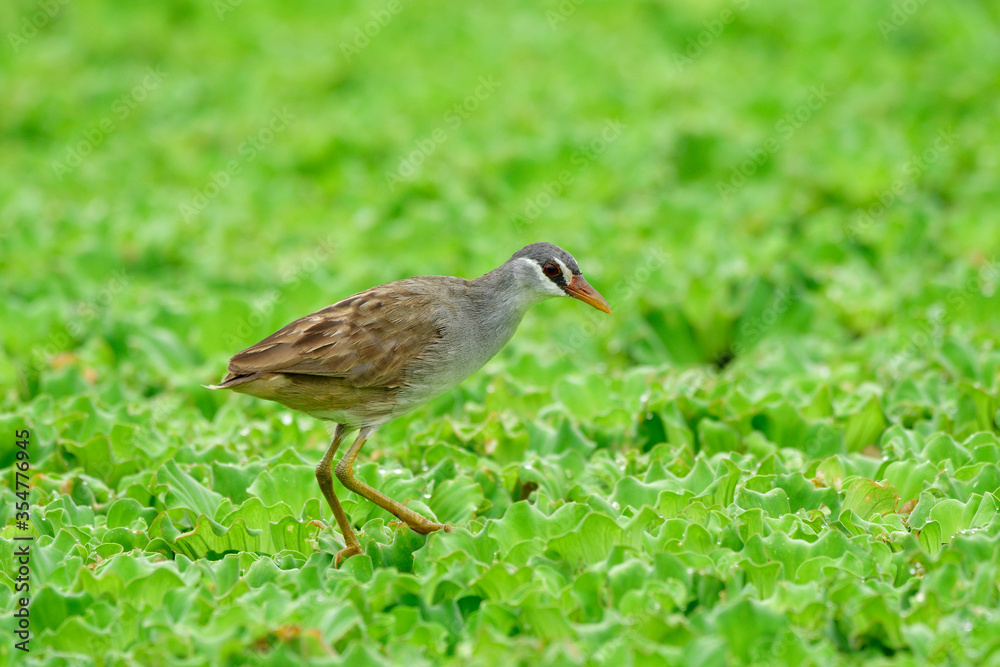 白眉岩（Porzana cinerea）可爱的灰色小鸟，体重轻，踩在浮萍上