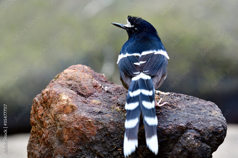 White-crowned Forktail (Enicurus leschenaulti) beautiful black and white bird with fine long tail pe