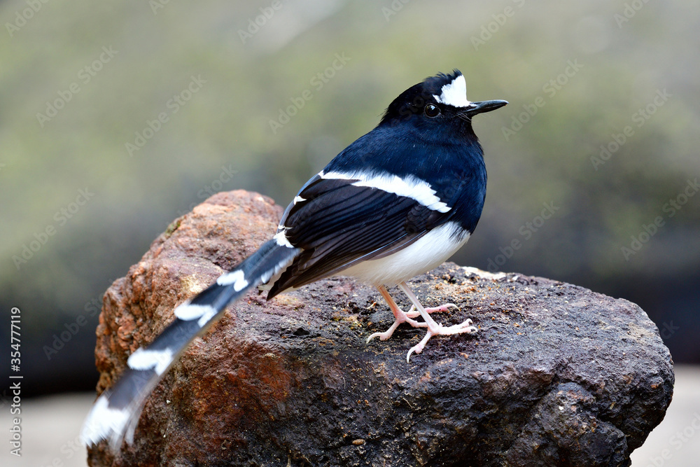 白冠叉尾（Enicurus leschenaulti）美丽的黑白相间的鸟，有着纤细的长尾pe